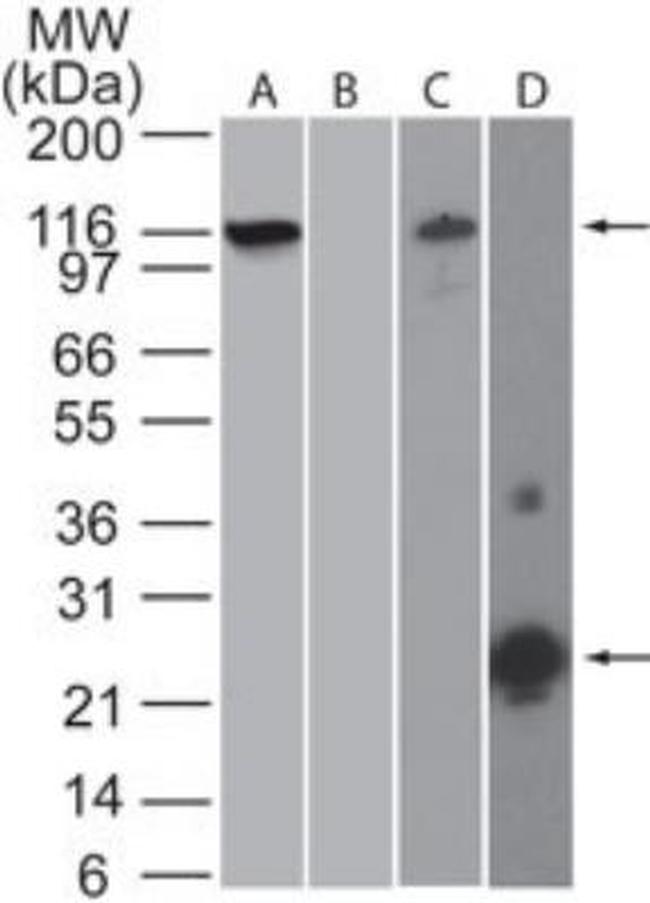 NLRP3 Antibody in Western Blot (WB)