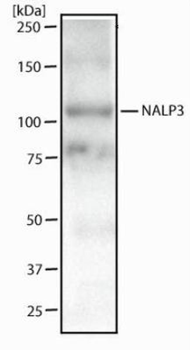 NLRP3 Antibody in Western Blot (WB)