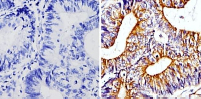 beta Tubulin Loading Control Antibody in Immunohistochemistry (Paraffin) (IHC (P))