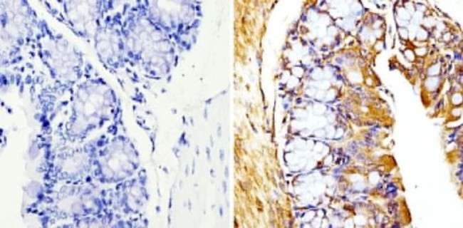 beta Tubulin Loading Control Antibody in Immunohistochemistry (Paraffin) (IHC (P))