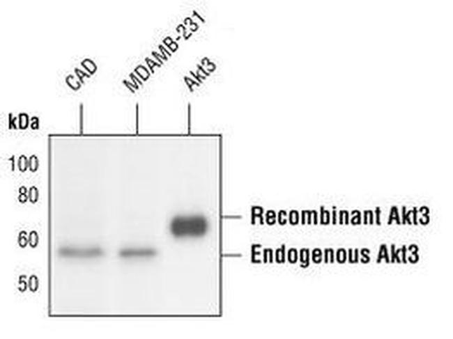 AKT3 Antibody in Western Blot (WB)