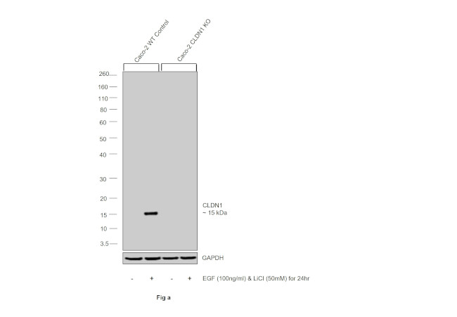 Claudin 1 Antibody