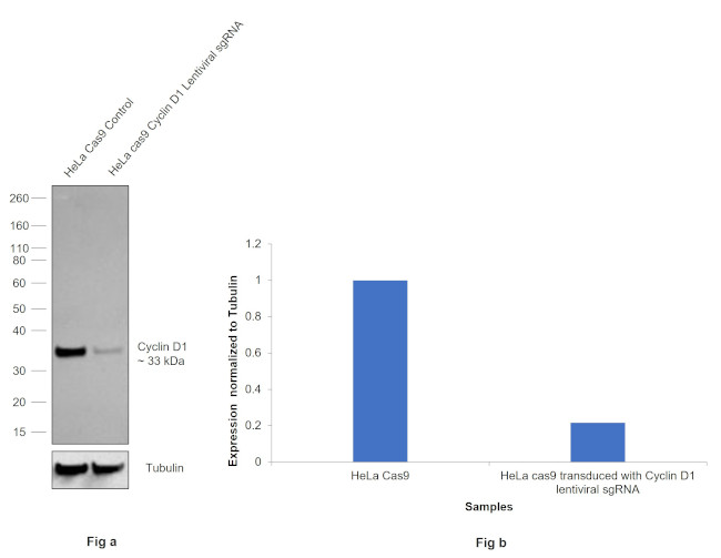 Cyclin D1 Antibody in Western Blot (WB)