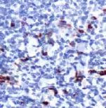 Myeloperoxidase Antibody in Immunohistochemistry (Paraffin) (IHC (P))