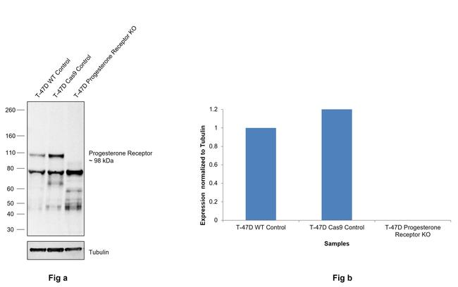 Progesterone Receptor Antibody in Western Blot (WB)