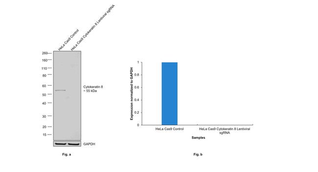 Cytokeratin 8 Antibody in Western Blot (WB)