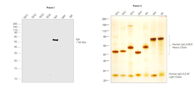 Human IgA Secondary Antibody