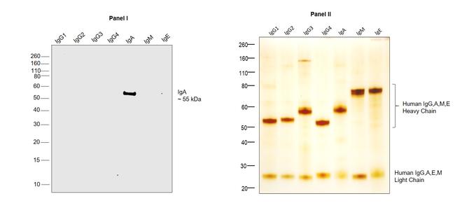 Human IgA Secondary Antibody in Western Blot (WB)