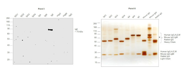 Human IgE Secondary Antibody