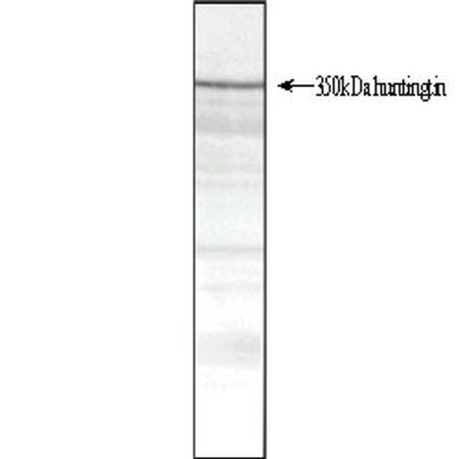 Huntingtin Antibody in Western Blot (WB)