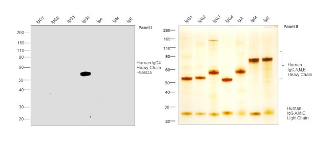 Human IgG4 Secondary Antibody