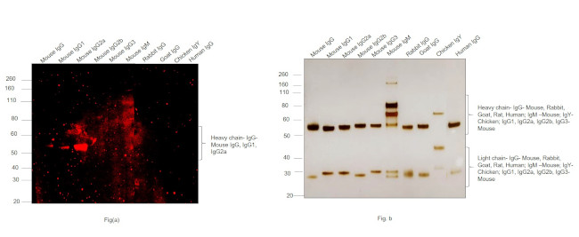 Mouse IgG2a (Heavy chain) Secondary Antibody in Western Blot (WB)