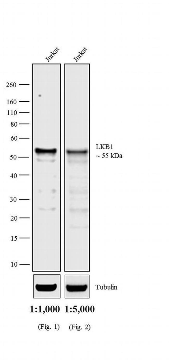 Mouse IgG2a (Heavy chain) Secondary Antibody in Western Blot (WB)