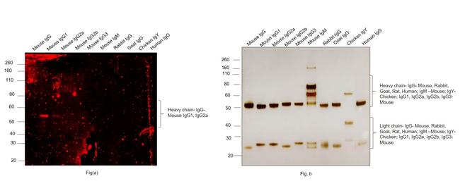 Mouse IgG2a (Heavy chain) Secondary Antibody in Western Blot (WB)