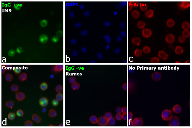 Human IgG Fc (CH2 domain) Secondary Antibody in Immunocytochemistry (ICC/IF)