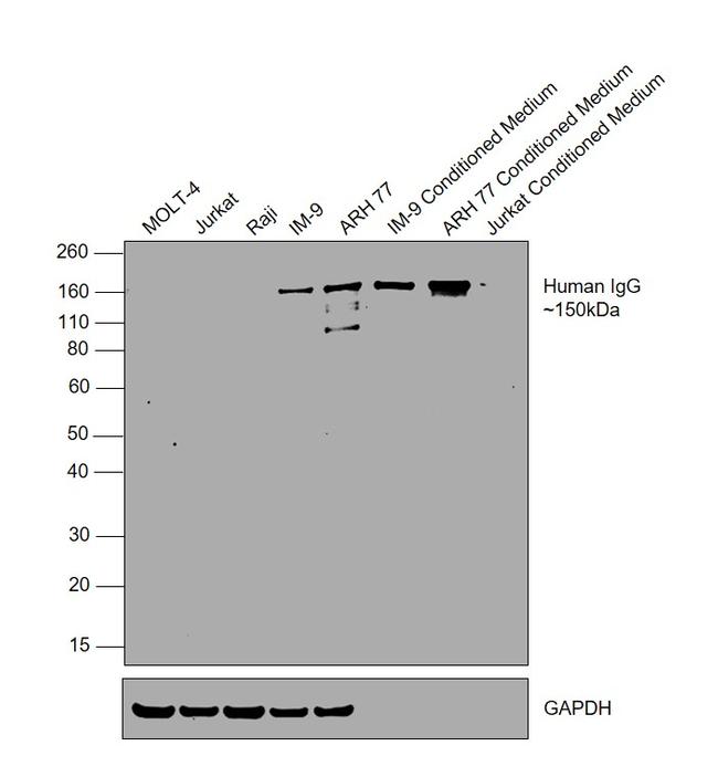 Human IgG Fc (CH2 domain) Secondary Antibody in Western Blot (WB)