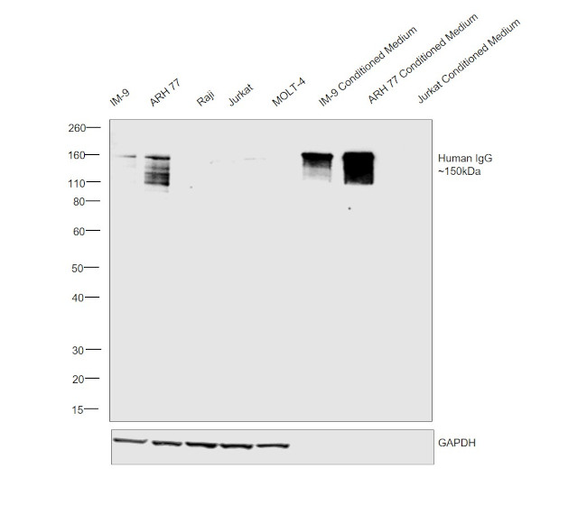 Human IgG Fc (CH2 domain) Secondary Antibody