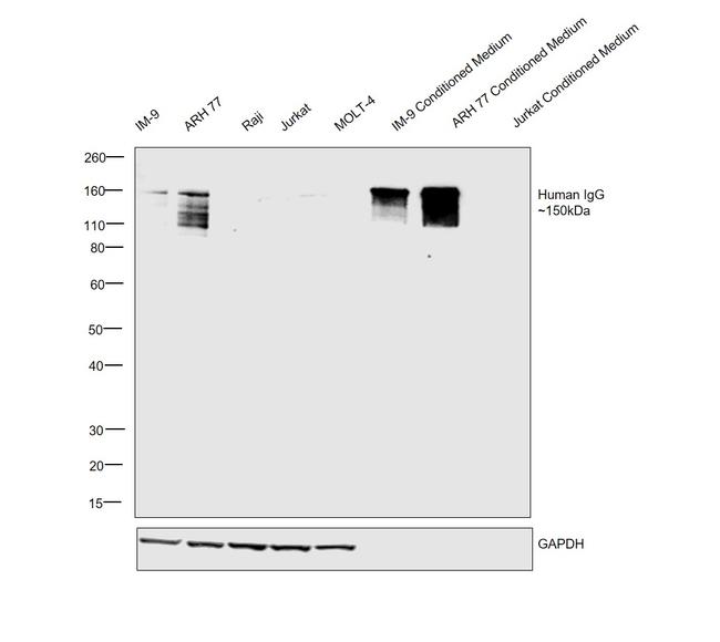 Human IgG Fc (CH2 domain) Secondary Antibody in Western Blot (WB)