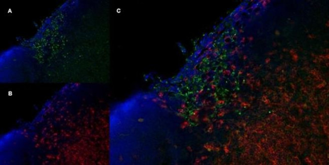 CD206 Antibody in Immunohistochemistry (Frozen) (IHC (F))