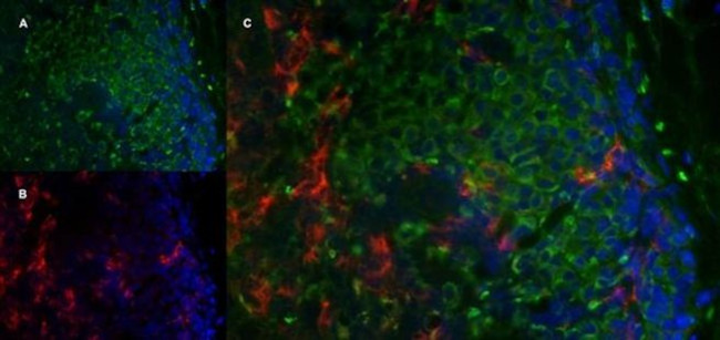 CD206 Antibody in Immunohistochemistry (Frozen) (IHC (F))