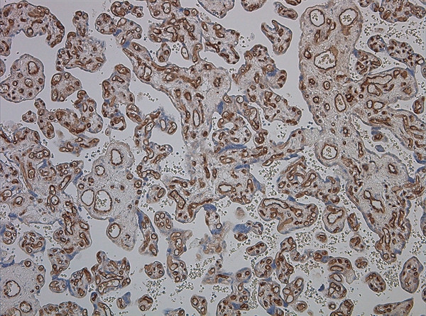 CD34 Antibody in Immunohistochemistry (Paraffin) (IHC (P))