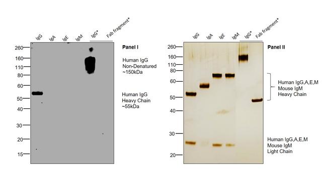 Human IgG (CH2 domain) Secondary Antibody in Western Blot (WB)