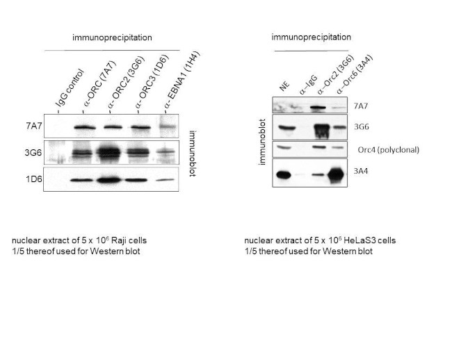 ORC3 Antibody in Immunoprecipitation (IP)