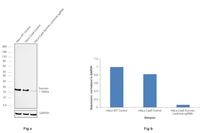 Survivin Antibody