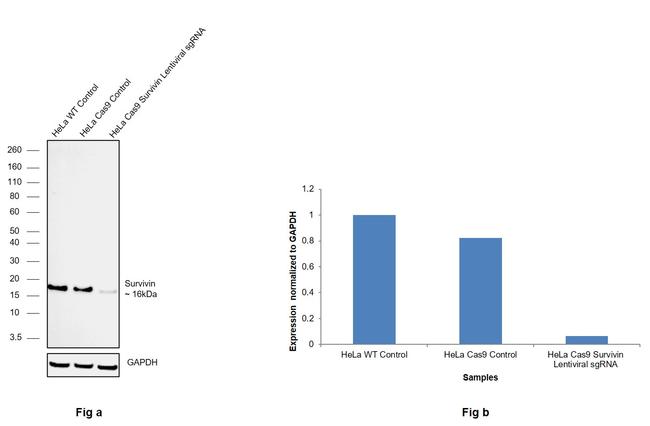 Survivin Antibody in Western Blot (WB)