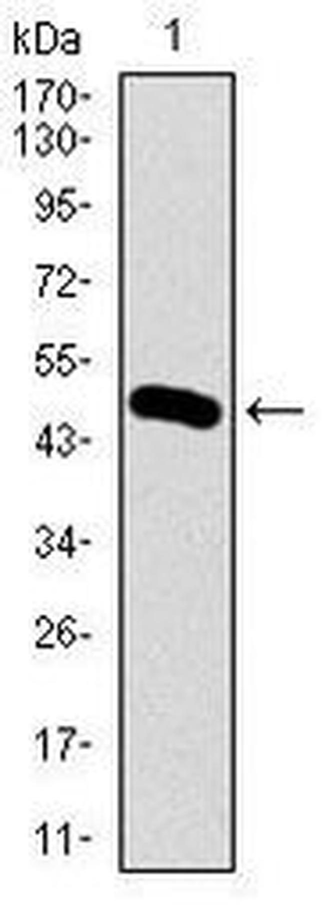 BMPR1A Antibody in Western Blot (WB)