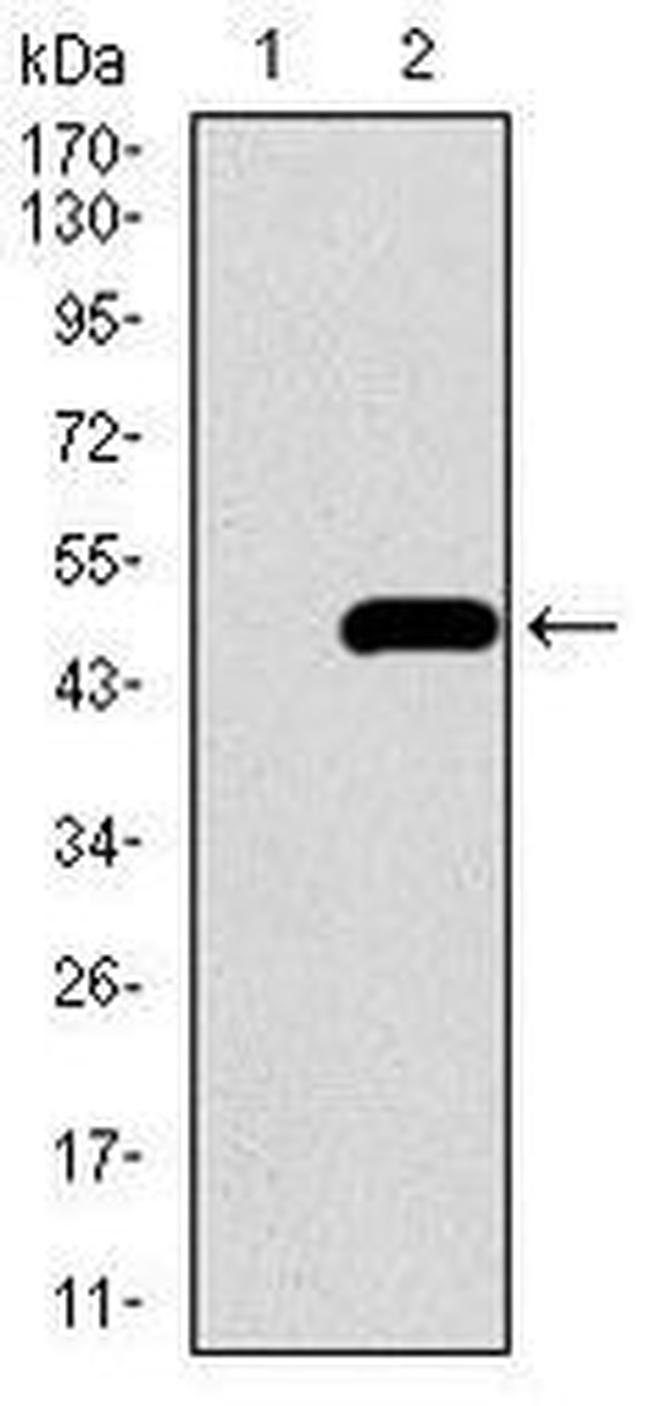 BMPR1A Antibody in Western Blot (WB)