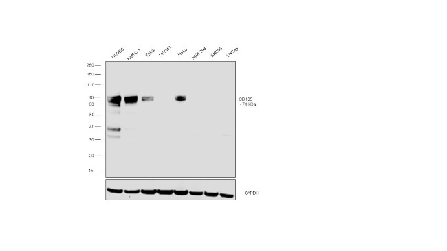 CD105 Antibody in Western Blot (WB)