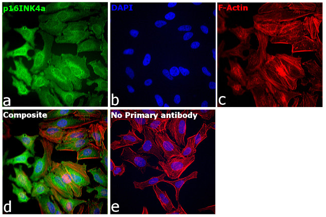 p16INK4a Antibody in Immunocytochemistry (ICC/IF)