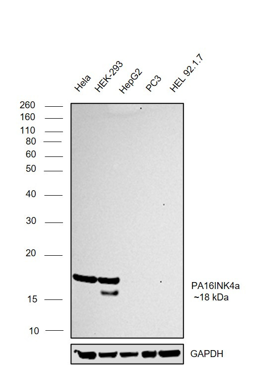 p16INK4a Antibody