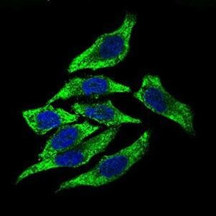 Dynactin 4 Antibody in Immunocytochemistry (ICC/IF)