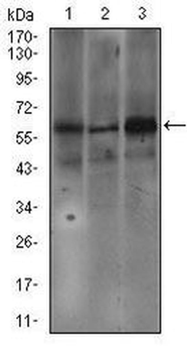 FceR1 alpha Antibody in Western Blot (WB)