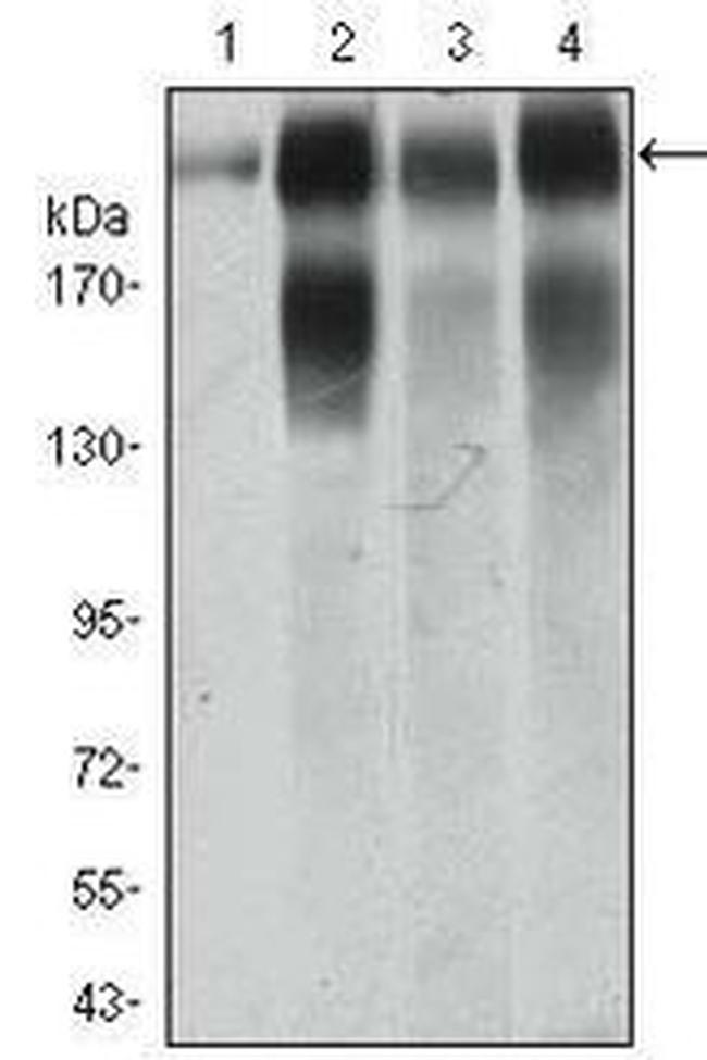 CD104 Antibody in Western Blot (WB)