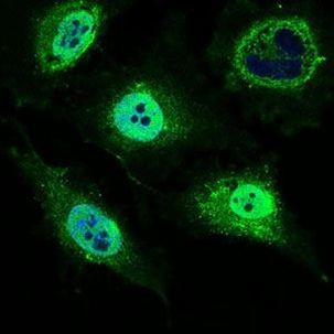 MRPL42 Antibody in Immunocytochemistry (ICC/IF)