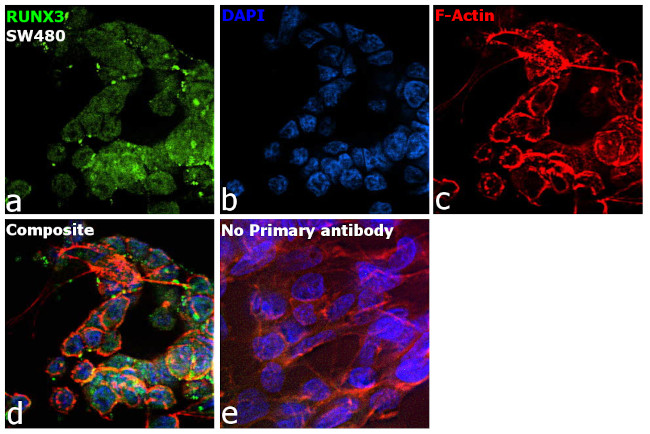 RUNX3 Antibody in Immunocytochemistry (ICC/IF)