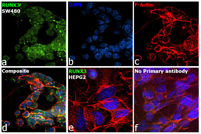 RUNX3 Antibody in Immunocytochemistry (ICC/IF)