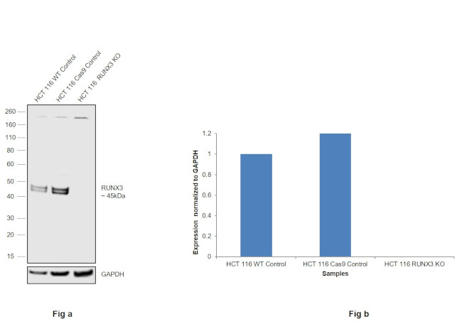 RUNX3 Antibody