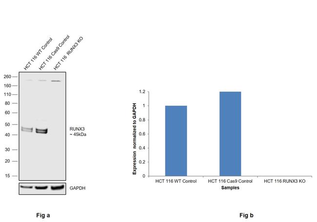 RUNX3 Antibody in Western Blot (WB)