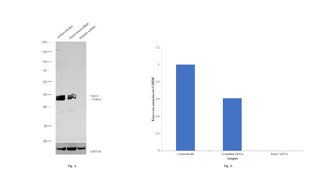 RUNX3 Antibody in Western Blot (WB)