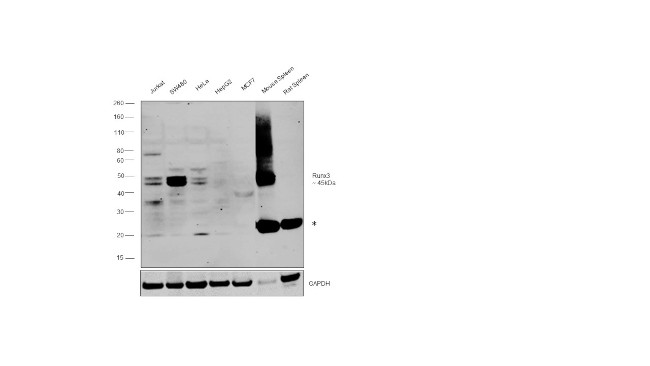 RUNX3 Antibody in Western Blot (WB)