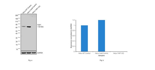 YAP1 Antibody in Western Blot (WB)