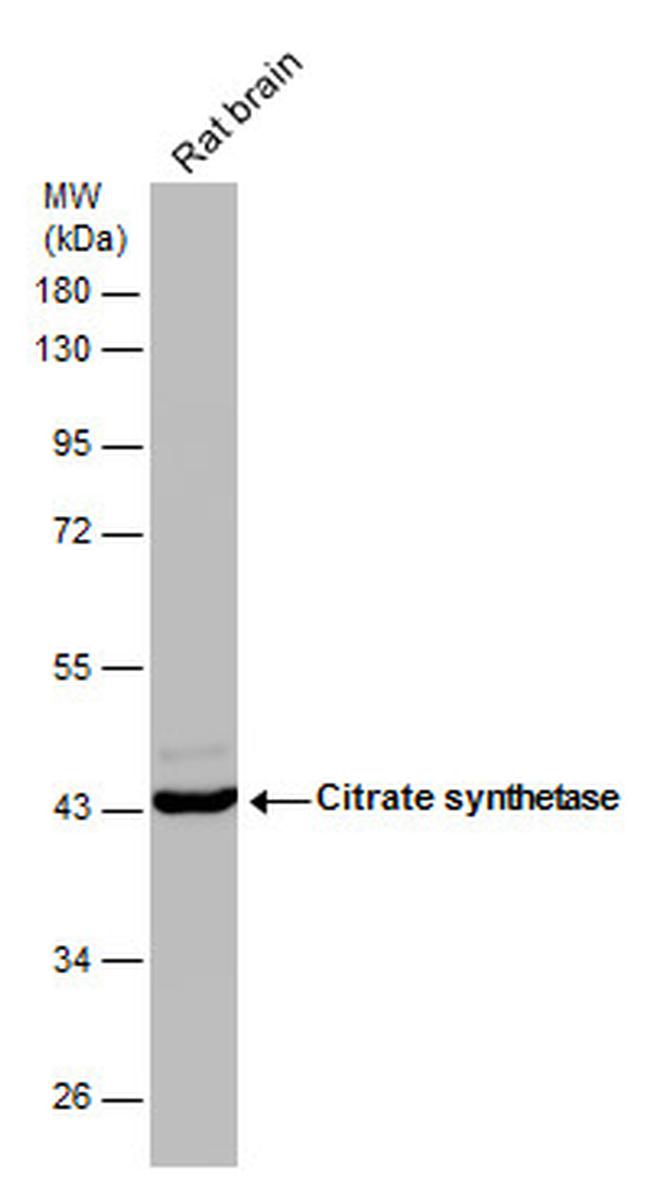 Citrate Synthase Antibody in Western Blot (WB)