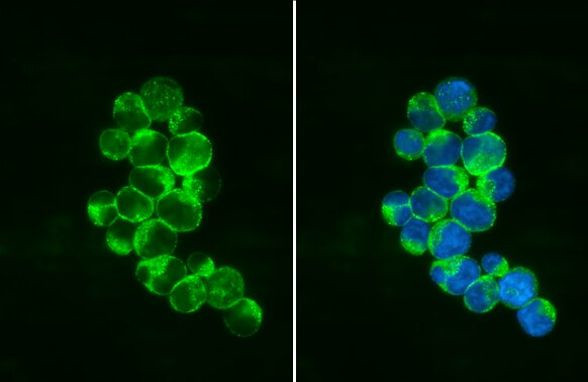 PEX19 Antibody in Immunocytochemistry (ICC/IF)