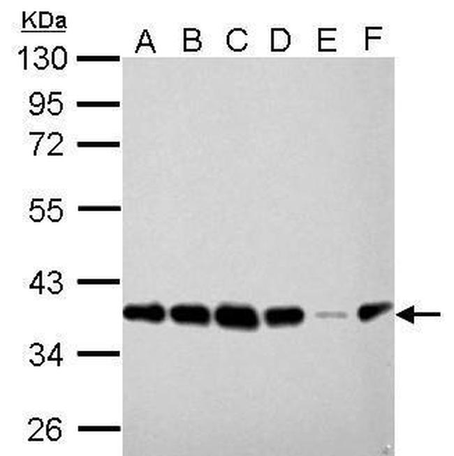 PEX19 Antibody in Western Blot (WB)