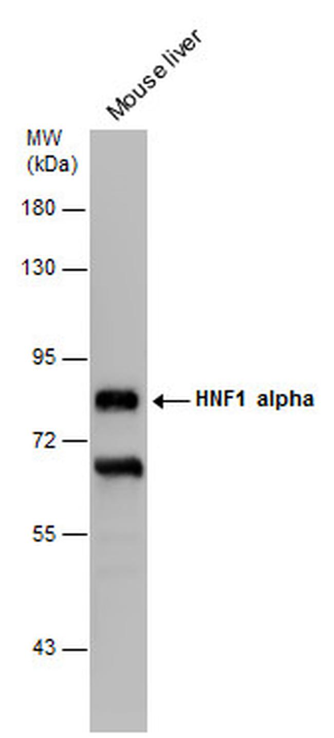 HNF1A Antibody in Western Blot (WB)