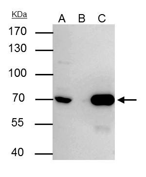 Lamin B2 Antibody in Immunoprecipitation (IP)